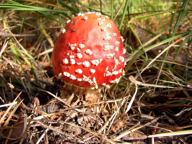 Amanita muscaria 02